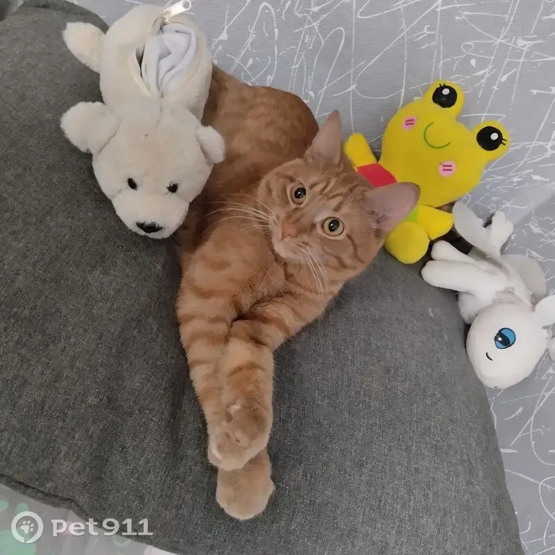 Пропала кошка, улица Гагарина, 13, Дегтярск - photo