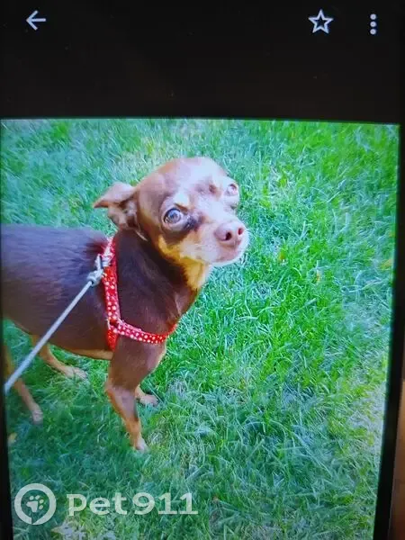 Пропала собака, Университетский переулок, 54, Ростов-на-Дону - маленький, коричневый окрас - photo