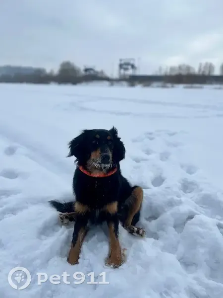 Пропал собака, улица Ивана Севастьянова, Новосибирск - черный с коричневым, ошейник и адресник - photo