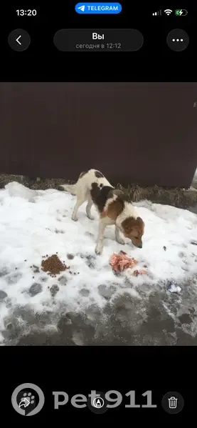 Пропал собака, 41К-078, посёлок имени Свердлова - добрейшая, чипированная - photo