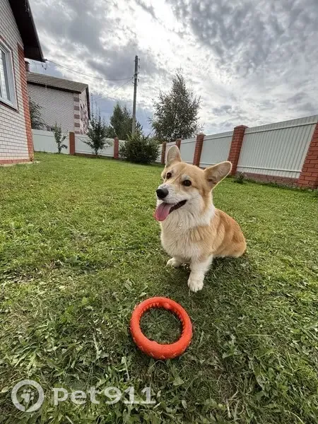 Пропал собака, Казанская улица, Неверово - породы корги, кличка Реди - photo