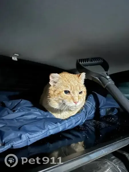 Пропал кот, Бессоновка, Пензенская область - рыжий, зелёные глаза - photo