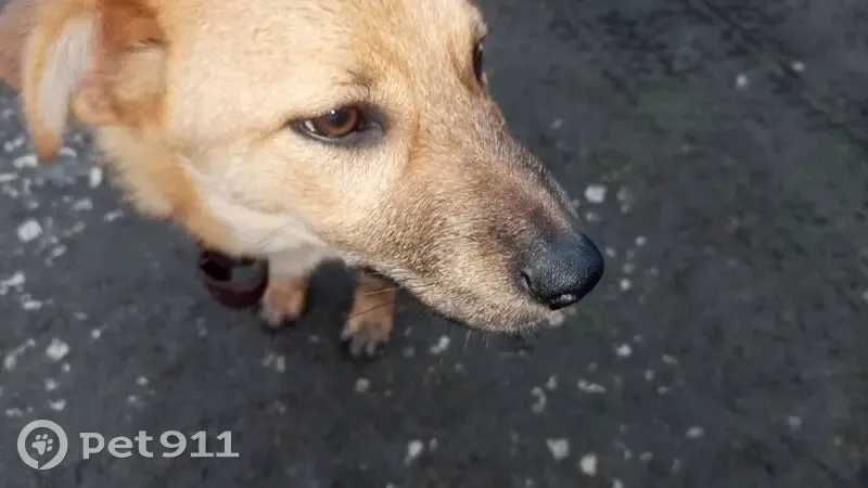 Пропал собака, Красный Завод - Барон оранжевого окраса с карими глазами - photo