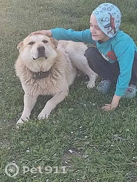 Пропала собака, Евстюниха, Свердловская область - рыжий окрас и висячие уши - photo