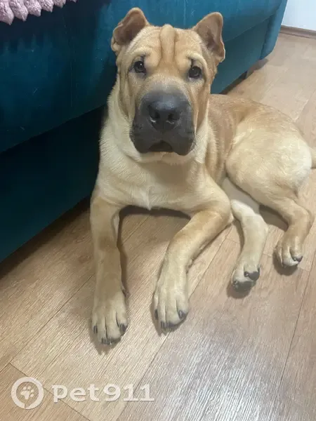 Пропал собака, улица Толбухина, 25, Усолье-Сибирское - рыжий кобель шарпей - photo