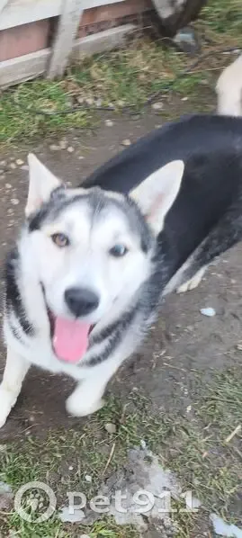 Найдена собака, Нальчик, Кабардино-Балкария - молодая чёрно-белая особь - photo