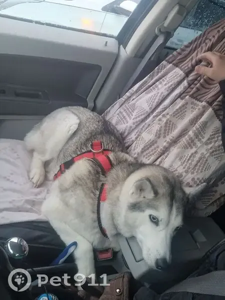 Пропала собака, улица Гагарина, 1, Ижевск - девочка хаски - photo