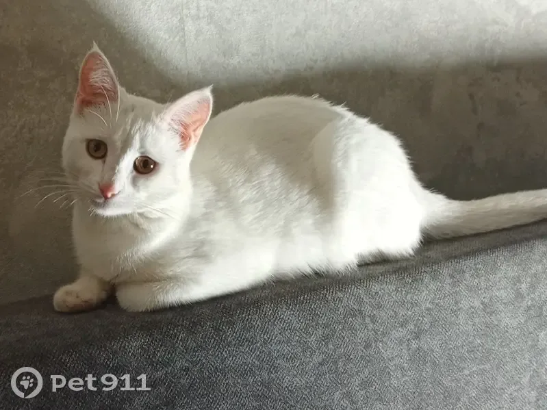 Пропала кошка, Заводская улица, 11, Пенза - белый окрас, желтые глаза - photo