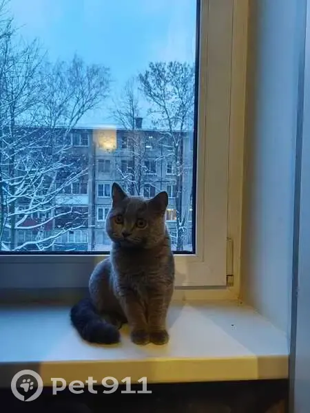 Пропала кошка, Витебский проспект, 41 к3, Санкт-Петербург - молодая и ласковая - photo