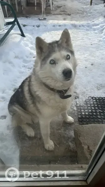 Пропала собака, район 2-й Краснодарской, Ростов-на-Дону - порода хаски, коричневый ошейник - photo