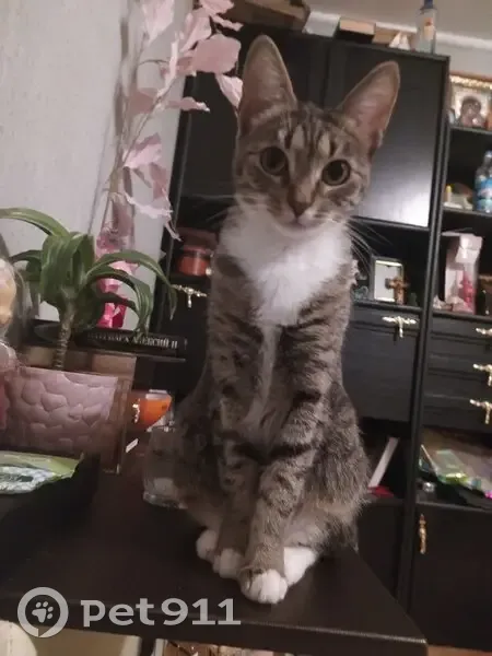 Пропала кошка, Октябрьская улица, 91 к2, Москва - метис - photo