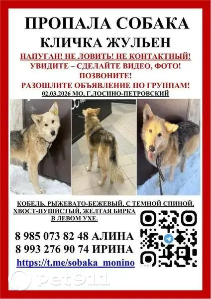 Пропал собака, улица Ленина, Лосино-Петровский - рыжевато-бежевый с тёмной спинкой - photo