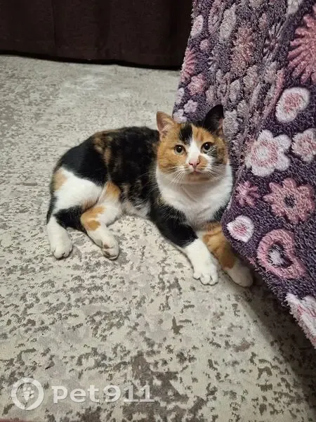 Пропала кошка, улица Крейзера, 6В, Воронеж - трёхцветная - photo