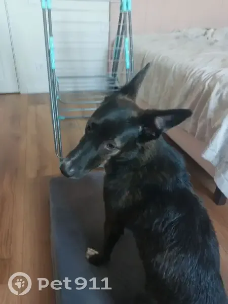 Пропал собака, Набережная улица, Нефтеюганск - чёрный с белым пузом - photo