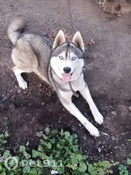 Пропал собака, Садовая улица, 72, городской округ Мичуринск - хаски с тёмно-зелёным ошейником - photo