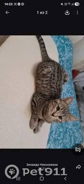 Пропала кошка, улица Маршала Жукова, 7, Наро-Фоминск - photo