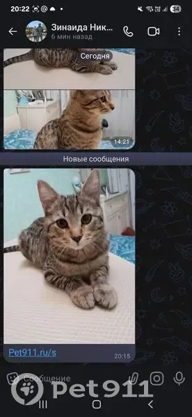 Пропал кот, улица Новикова, Наро-Фоминск - вырвался из переноски - photo