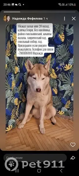 Пропала собака, Тверская улица, 10, Санкт-Петербург - хаски рыжего цвета - photo