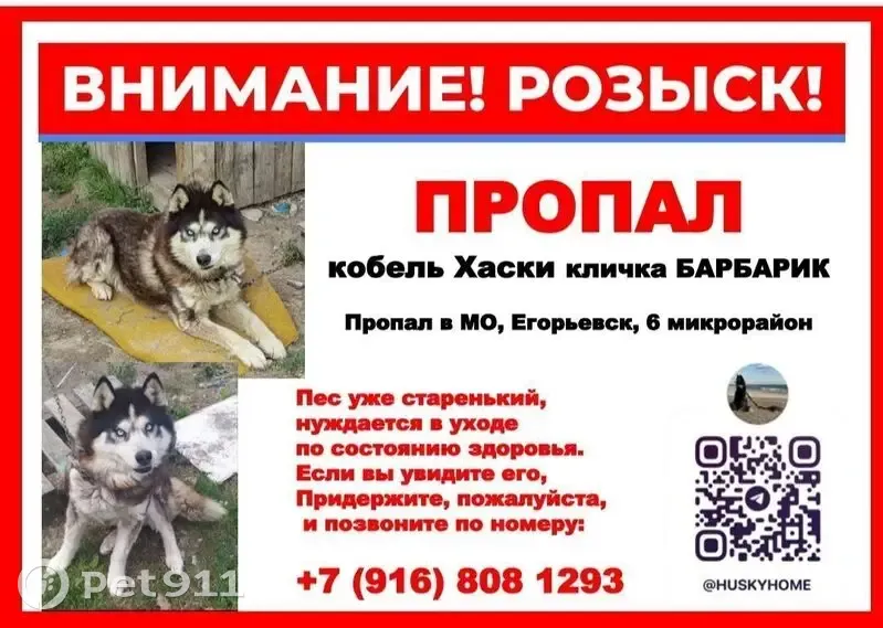 Пропал собака, 29, Егорьевск - пожилой хаски с короткими лапами - photo