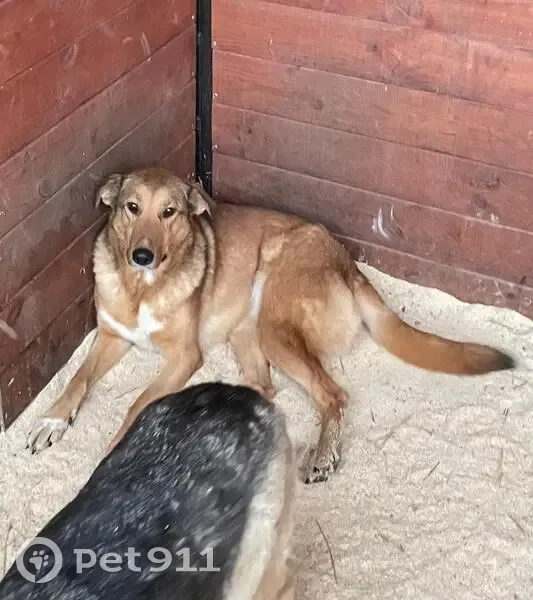 Пропала собака, женский пол, улица Чэчэк, Казань - рыжая и крупная - photo