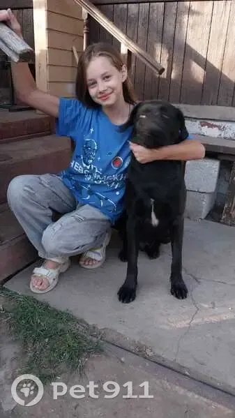 Пропал собака, Гусеничный переулок, 10, Тула - чёрный лабрадор с пятном на груди - photo