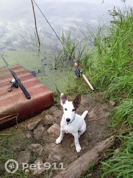 Пропал гладкошерстный фокстерьер, Замочная улица, 105В, Тула - photo