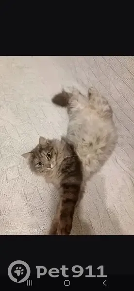 Пропал кот, улица Гагарина, 8, Кардымово - пушистый серо-белый - photo