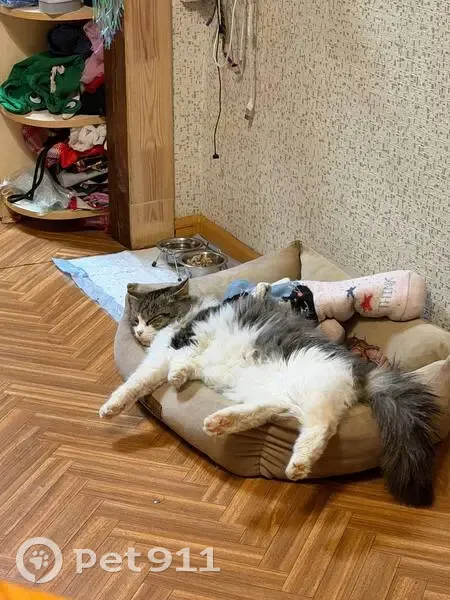 Пропал кот, Ленинградская улица, 72А, городское поселение Киржач - photo