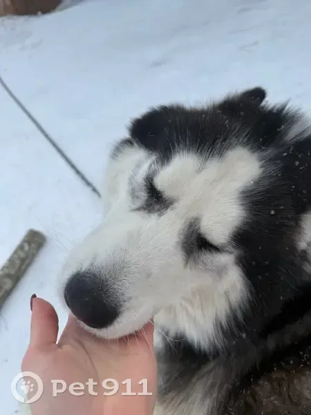 Пропал собака, М11 - Угловка, Угловка - его зовут Мёрфи - photo