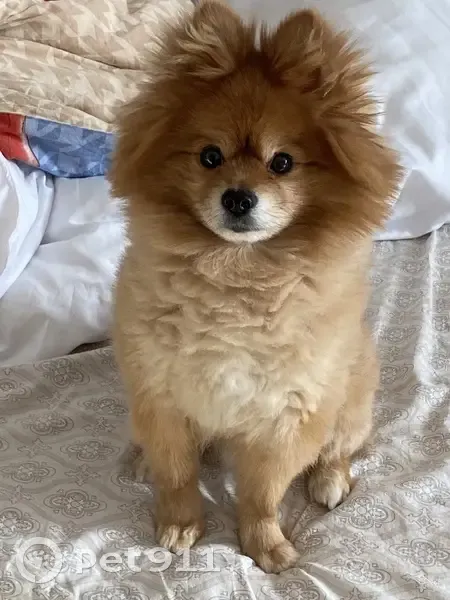 Пропал собака, Никольское, Московская область - рыжий померанский шпиц, мальчик - photo