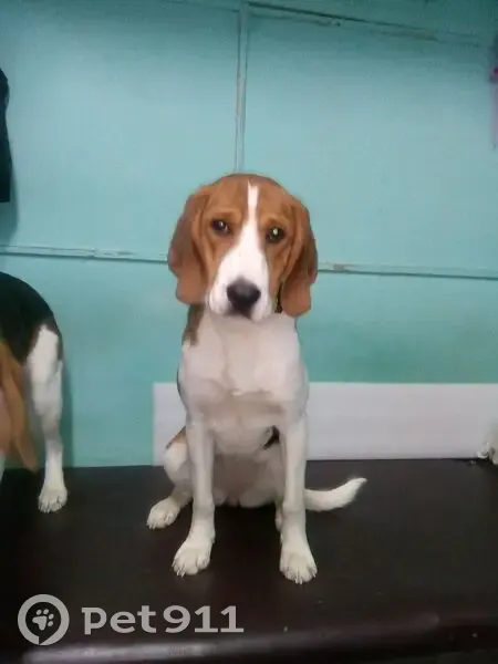 Пропала собака, Р-243, Загарское сельское поселение, Загарское - эстонская гончая, трёхцветная - photo