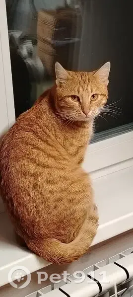 Пропал кот, Пятницкое шоссе, Курилово - рыжий и ласковый - photo
