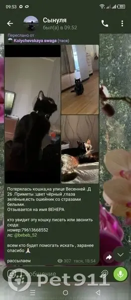 Пропала кошка, Весенняя улица, 26, Коломна - черная с белым окрасом на груди - photo