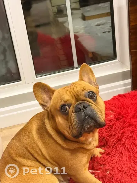 Пропал собака мужской, Астраханская улица, 144, городской округ Тамбов - рыжего цвета, мускулистый - photo