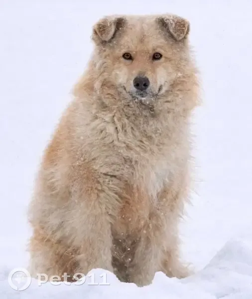 Пропала собака, женский пол, район магазина у поворота на 