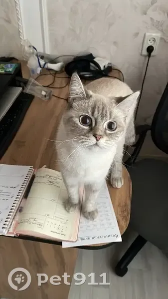 Пропала кошка, Ромашковая улица, 62, Краснодар - бежевая и агрессивная - photo