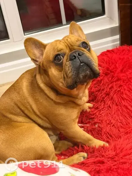 Пропал собака, Астраханская улица, 144, городской округ Тамбов - рыжий кобель с ошейником - photo