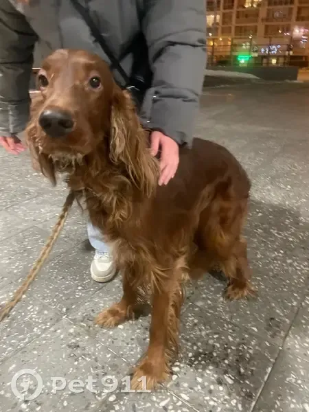 Найден собака, Улан-Баторская улица, Иркутск - на поводке, напуганный - photo