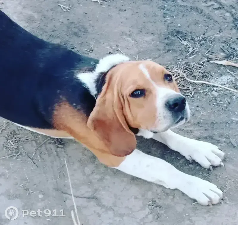 Пропал собака, Тулугановка, Астраханская область - порода Бигль - photo