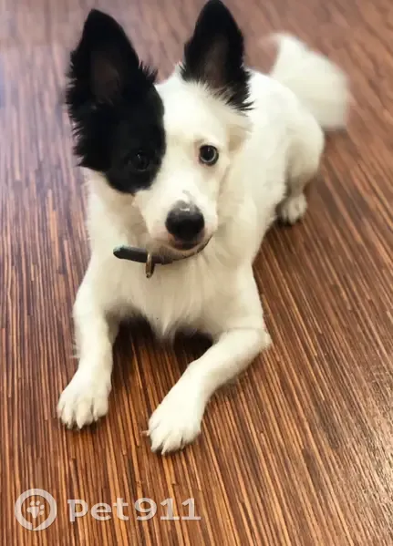 Пропал собака, Путевая улица, 10, Чусовой - белый с черными пятнами - photo