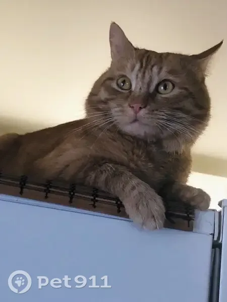 Пропал кот, Овражная улица, 11, Нижний Новгород - взрослый, не кастрированный - photo