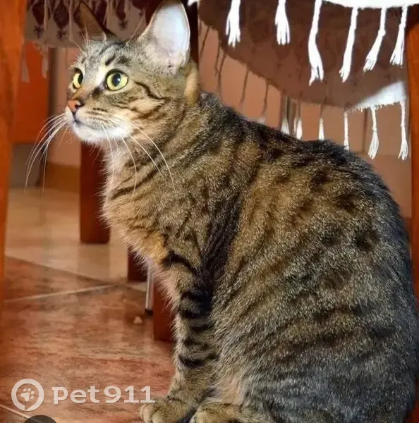 Пропала кошка, Крестьянская улица, 39, Абдулино - откликается Тира, без передней лапы - photo