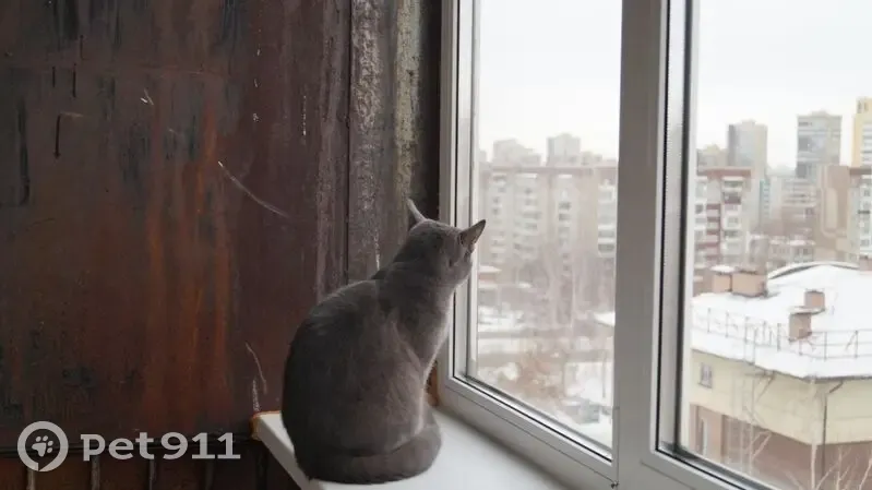 Пропал кот, Долгодеревенское, Челябинская область - серая шерстка, раны на голове - photo