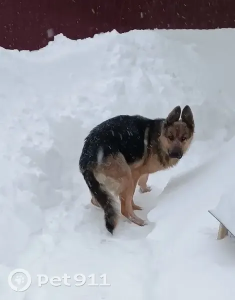 Пропала собака, улица Кобзева, 53, Орлово - чепрачный окрас - photo