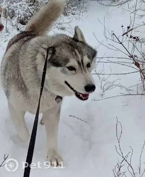 Пропала собака, проспект Патриотов, Воронеж - сибирский хаски, серо-белый - photo