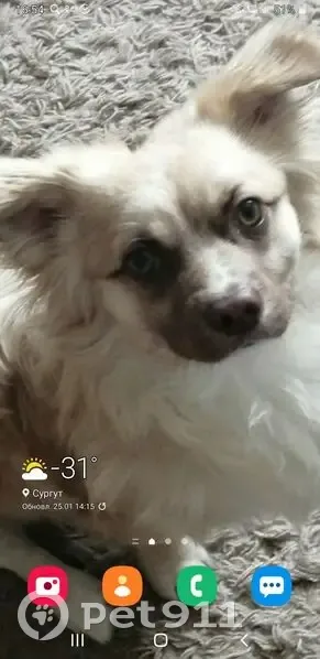 Пропал собака, проспект Мира, городской округ Сургут - рыжий - photo