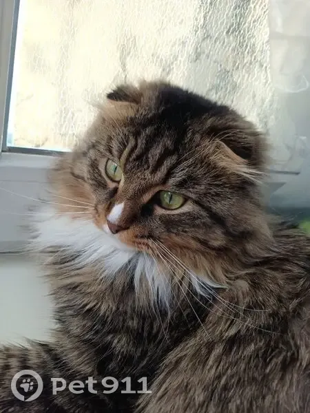 Пропал кот, улица 19-го Партсъезда, Алапаевск - укороченная шерсть на туловище - photo