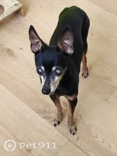 Пропала собака, улица Короленко, 4, Екатеринбург - той терьер, 14 лет, слепая и глуховатая - photo