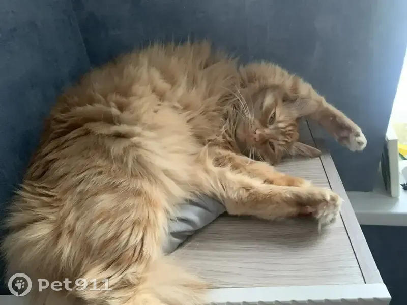 Пропал кот, улица Батыршина, 16, Казань - рыжий, пушистый - photo