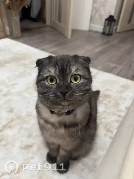 Пропала кошка, улица Добролюбова, 1Б, Богородск - вислоухая, ошейник розовый с сердечком - photo